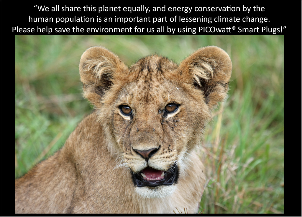 Lion cub talks about the PICOwatt® Smart Plug