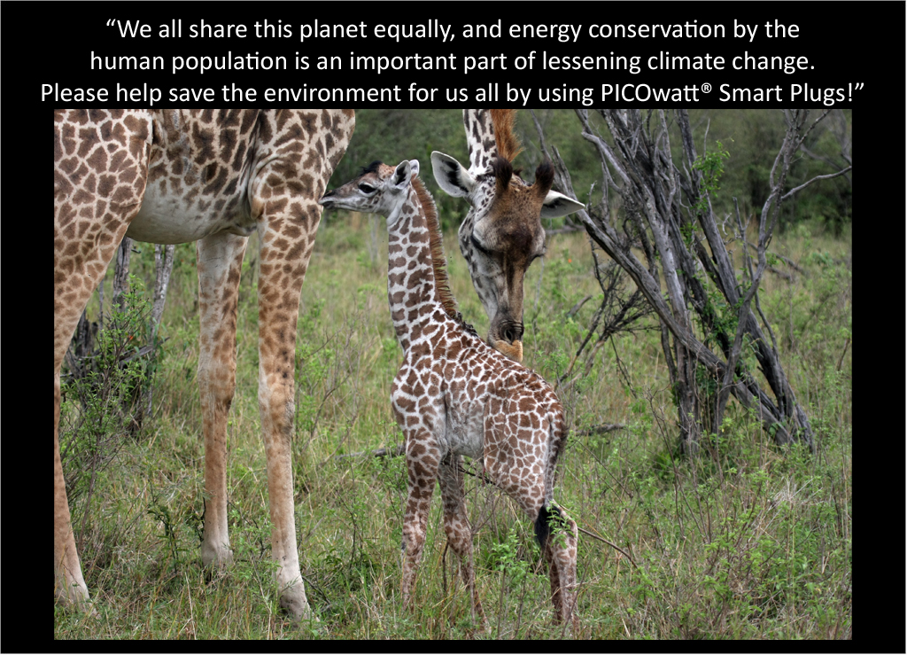 Masai Giraffe talks about the PICOwatt® Smart Plug